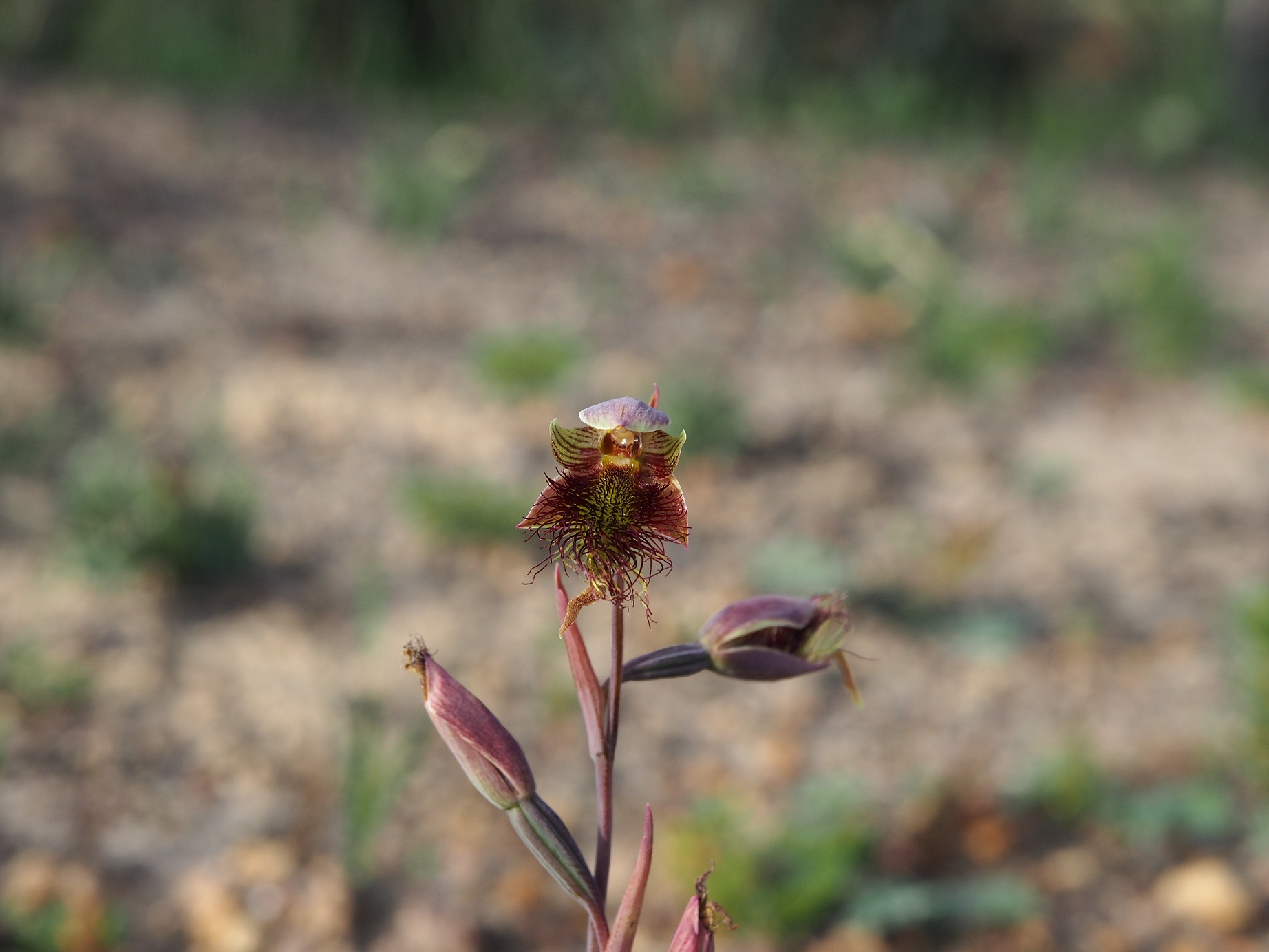 Flowering spike of Calochilus paludosus with two buds and one green and red flower showing the characteristic red hairs